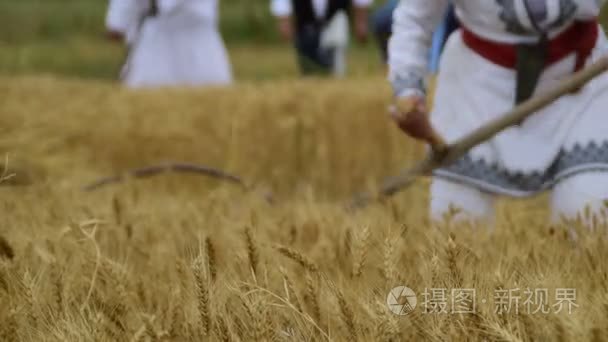 在球场上的手动收割粮食收集