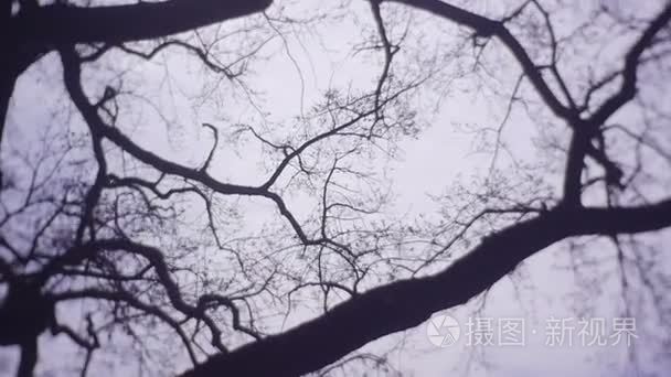 百年树对天空的树枝