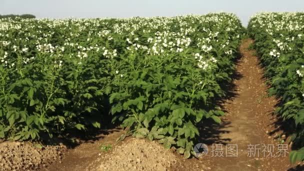 马铃薯植株开花在农村中的字段。土豆在字段中的行