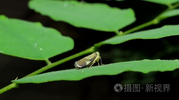 在热带的雨林里的树枝上的蚜虫视频