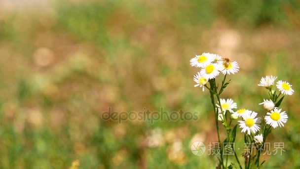 蜜蜂在朵雏菊花的特写视频