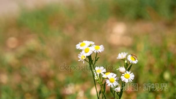 蜜蜂在朵雏菊花的特写视频