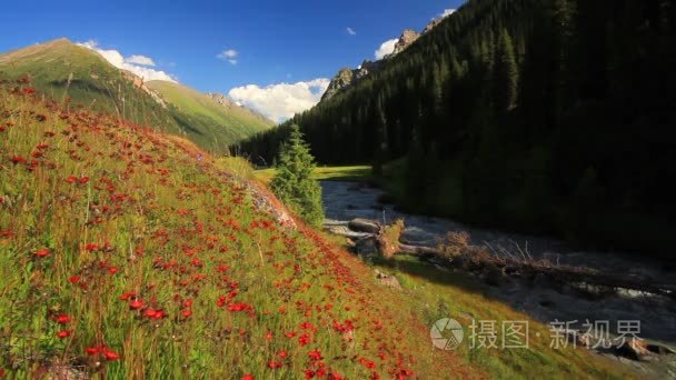 美丽的山景观与鲜花和山区河流视频