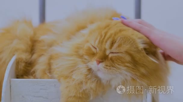 抚摸着一只红色的大猫的女人