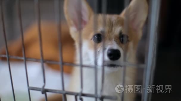 威尔士科基犬小狗关在笼子里视频