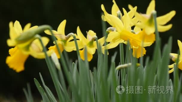 黄水仙花百花盛开的春天