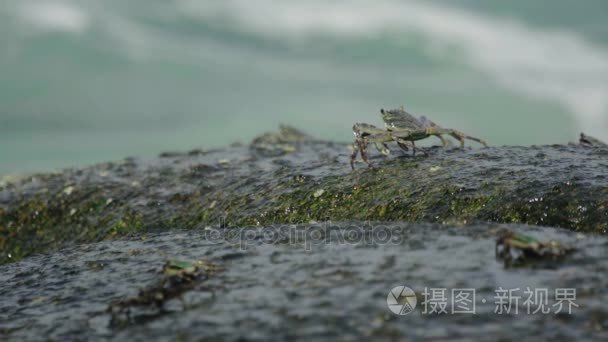 在海边岩石上的螃蟹视频