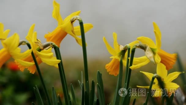 黄水仙花百花盛开的春天视频