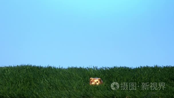 草地上的金色小猪银行视频