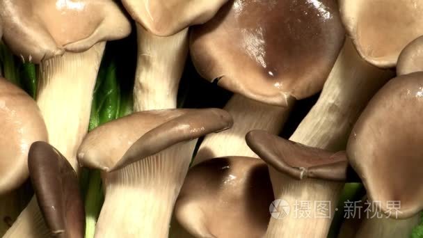新鲜牡蛎蘑菇视频