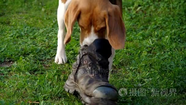 犬和鞋视频