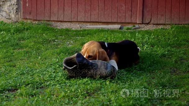 犬和鞋视频