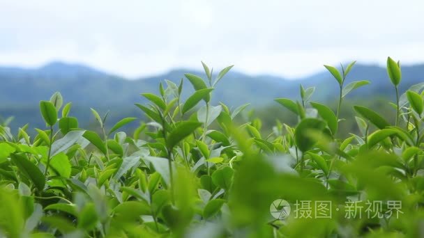 新鲜茶叶在上午茶种植园场视频