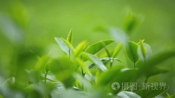 新鲜茶叶在上午茶种植园场视频