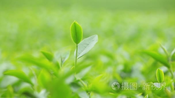 新鲜茶叶在上午茶种植园场视频