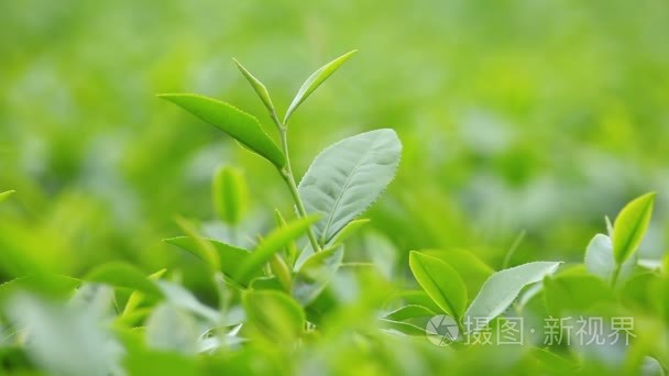 新鲜茶叶在上午茶种植园场视频