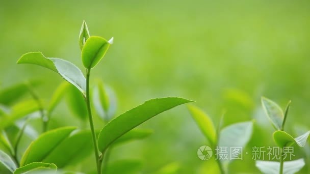 新鲜茶叶在上午茶种植园场视频