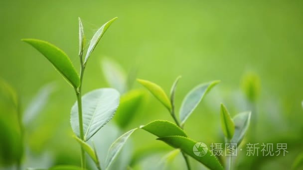 新鲜茶叶在上午茶种植园场视频