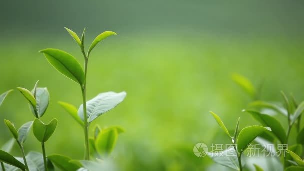 新鲜茶叶在上午茶种植园场视频