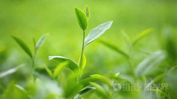 新鲜茶叶在上午茶种植园场视频