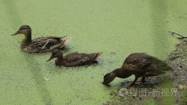 鸭子污染河流生态破坏视频