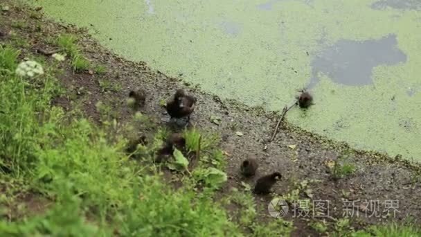 鸭子污染河流生态破坏视频