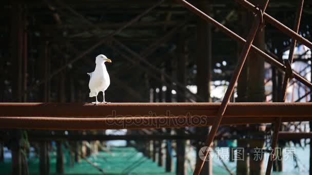 下面布莱顿码头，英格兰海滨海鸥