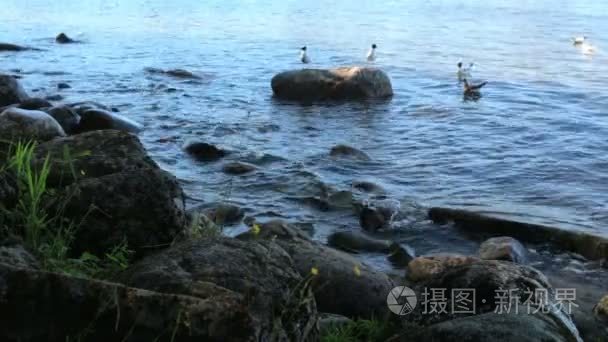 湖岸夏天石头水鸟类视频