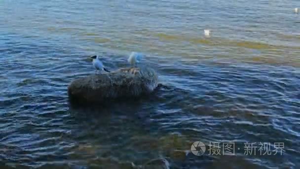 湖岸夏天石头水鸟类