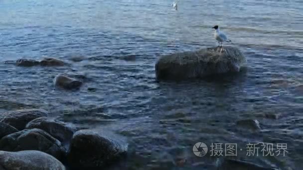 湖岸夏天石头水鸟类视频