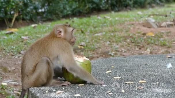 可爱的猴子吃椰子视频