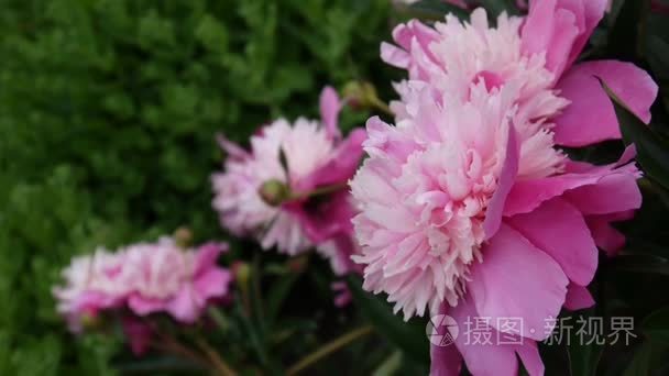 粉色牡丹花紧靠花坛。高清视频素材静态相机