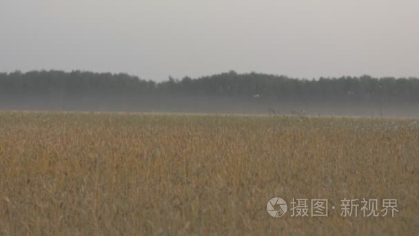 审查的小麦场地平线在晚上视频