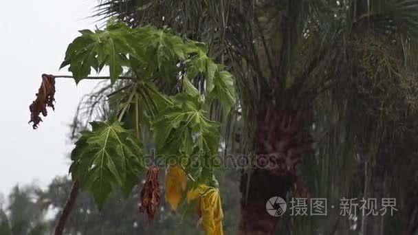 热带暴雨中的幼花木视频