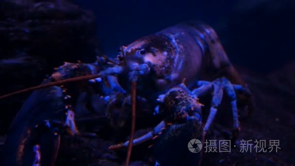 龙虾在水族馆视频