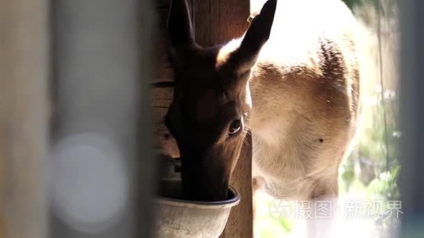 运动的鹿在动物园里吃的食物视频