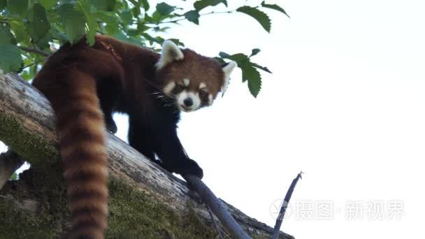 运动的小熊猫看着树上的人视频