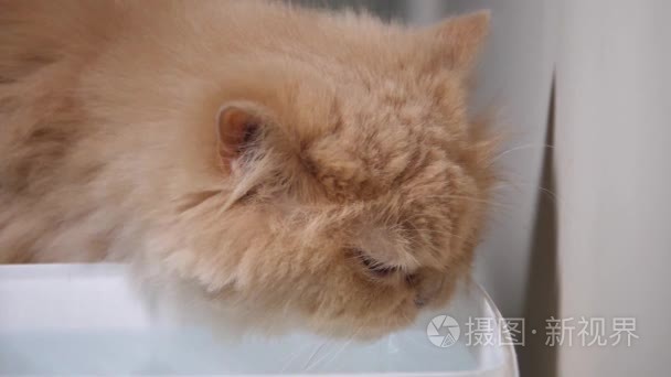 在家里只波斯猫饮用水的慢镜头视频