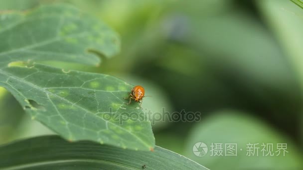 在花园的绿草地上的昆虫视频