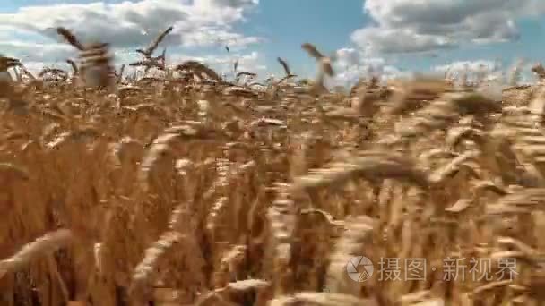 成熟小麦穗的全景视频