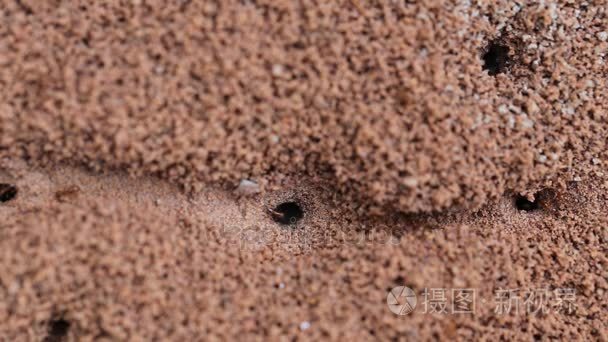 红蚂蚁地面孔