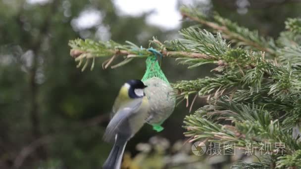 山雀和麻雀在冬季饲鸟脂肪球视频