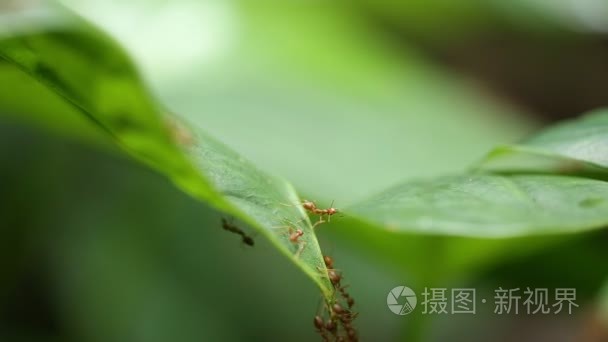 绿叶红蚂蚁