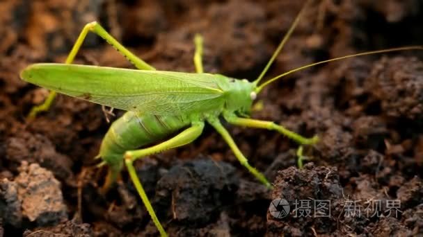 大绿色蚱蜢把卵产在土壤中