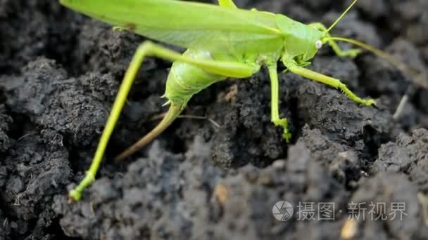 大绿色蚱蜢把卵产在土壤中视频