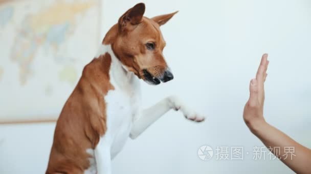 犬被受他的主人视频