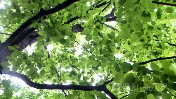 绿色的森林与天空在树上的叶子视频