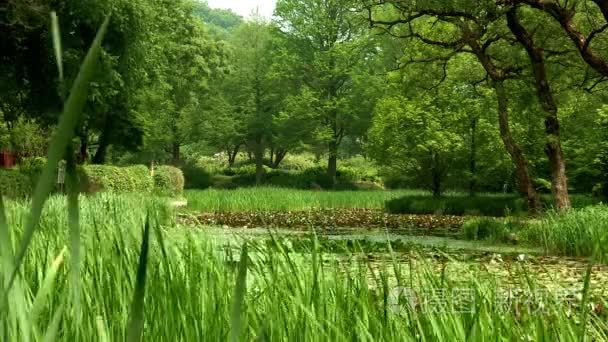 与韩国植物园荷叶池塘视频