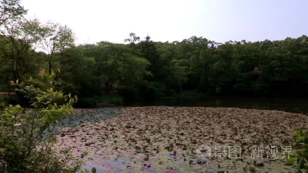 景观的池塘里植物园在韩国视频