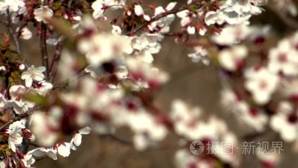 美丽的树分支与樱花视频